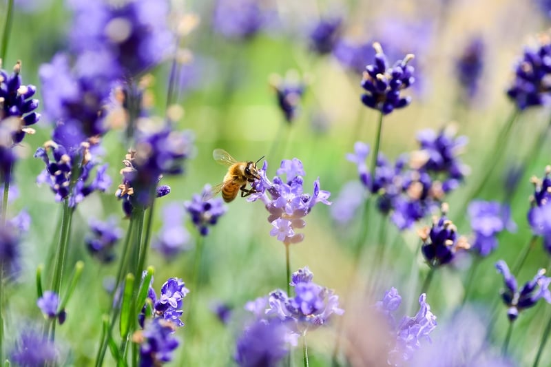 Bee-friendly Garden